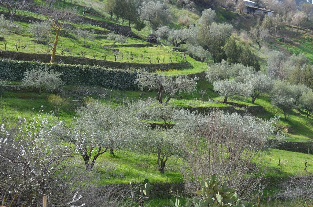 Villa Della Mimosa Alia Bagian luar foto
